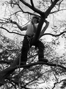 south devon tree surgeon, stump removal, logs, aerial-assess